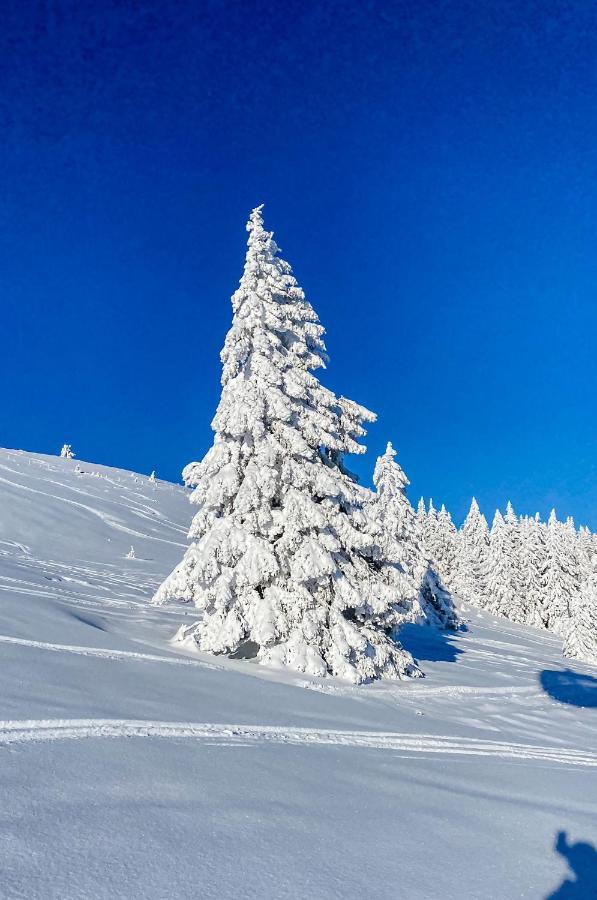 Ferienwohnungen Am Skilift Herrischried المظهر الخارجي الصورة